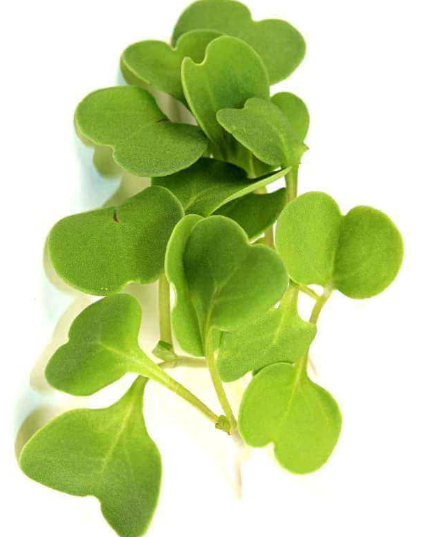 Sunflower Microgreens